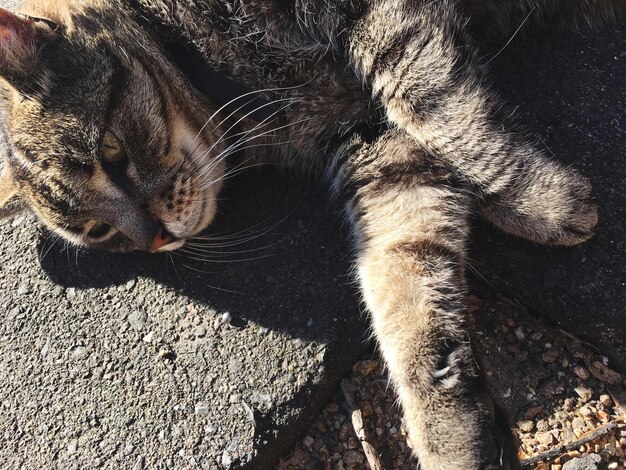 Close-up of cat lying on street