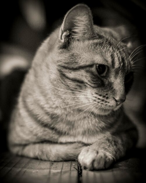 Foto close-up di un gatto sdraiato sul legno di notte