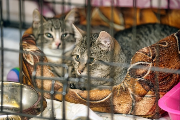 Foto close-up di un gatto al mercato in vendita