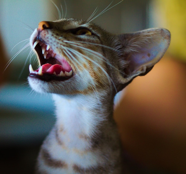 Foto close-up di un gatto che miagola