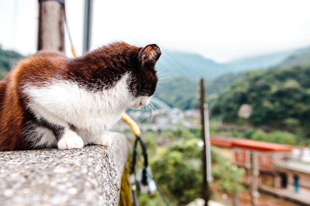 Foto close-up di un gatto in montagna