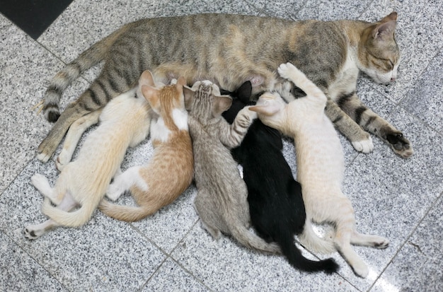 Close up of cat nursing her little kittens