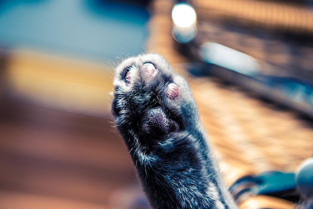 猫の足のクローズアップ