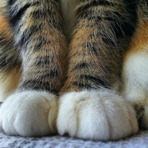 Photo close-up of cat paw