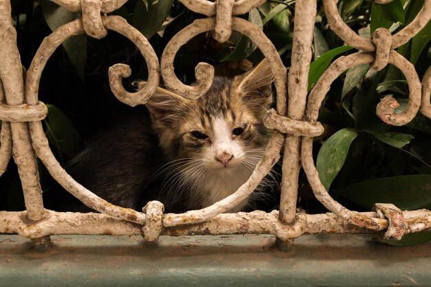 Photo close-up of cat peeking from railing