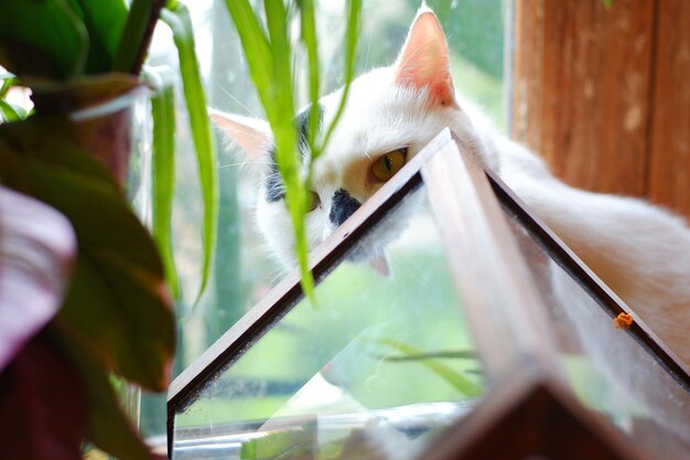 Photo close-up of cat on plant