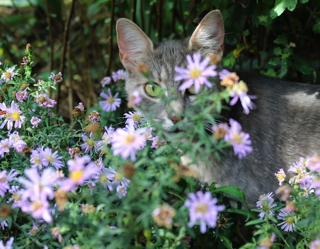 Foto close-up di un gatto su una pianta a fiori viola