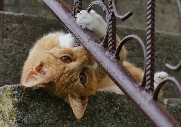 Close-up of cat on railing