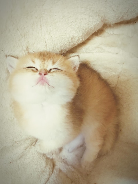 Close-up of cat relaxing on bed