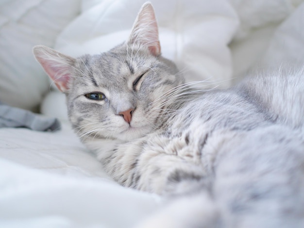 Close-up of cat relaxing on bed