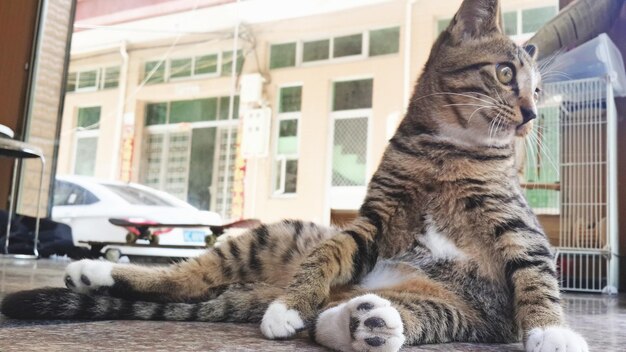 Close-up of cat relaxing on floor