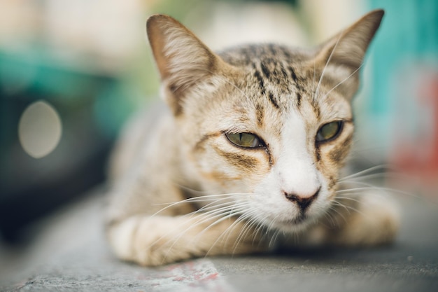 산책로 에서 긴장을 풀고 있는 고양이 의 클로즈업