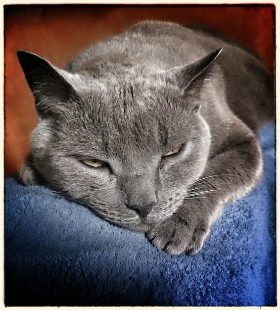 Photo close-up of cat relaxing at home