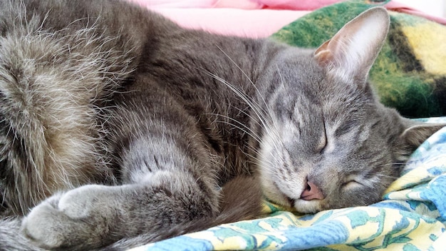 close-up of cat relaxing at home