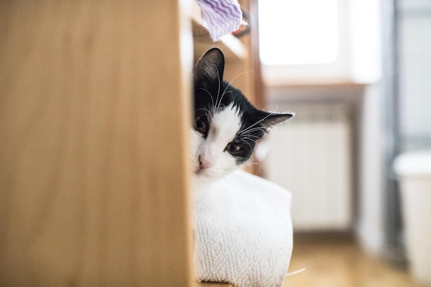 Foto close-up di un gatto che si rilassa a casa