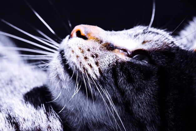 Photo close-up of cat relaxing at home