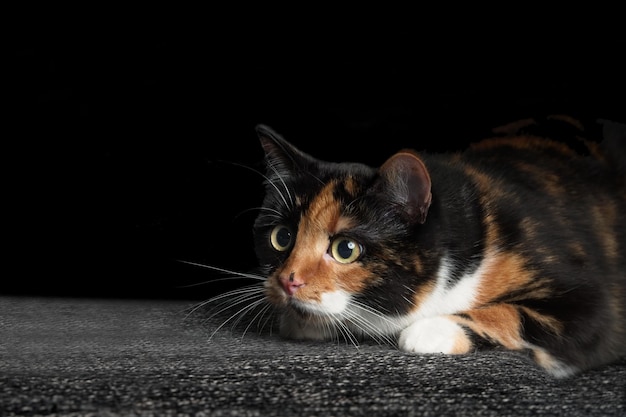 黒い背景にペットベッドでリラックスしている猫のクローズアップ