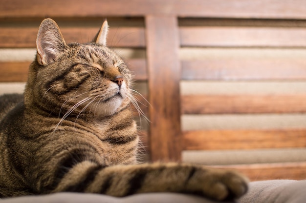 座席でリラックスしている猫のクローズアップ