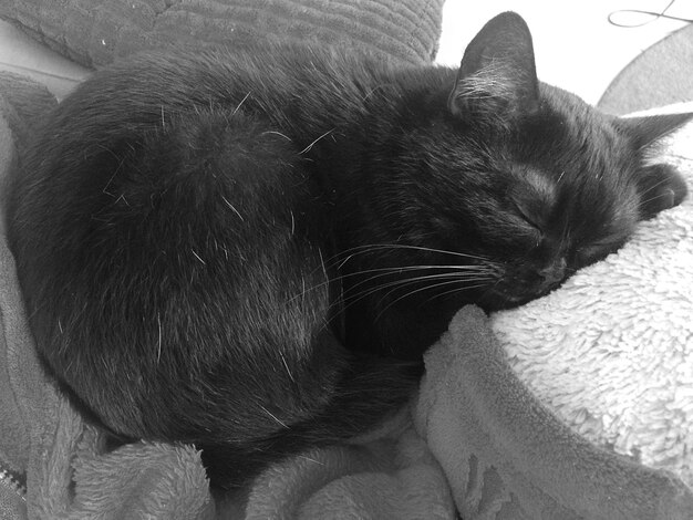 Photo close-up of cat relaxing on sofa at home