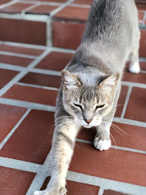 Foto close-up di un gatto che si rilassa sul pavimento piastrellato