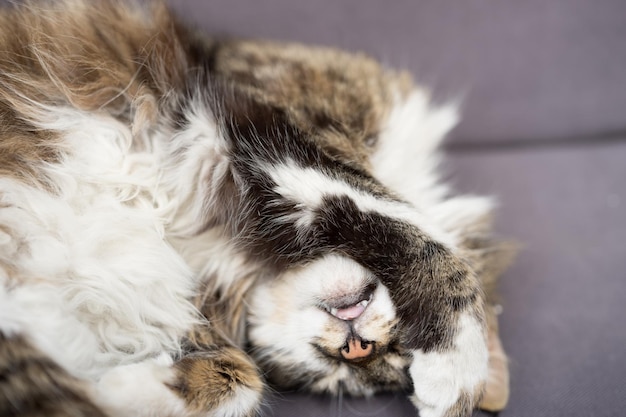 猫がリラックスしているクローズアップ