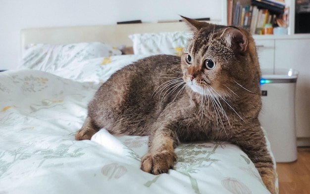 Клоуз-ап кошки, отдыхающей на кровати