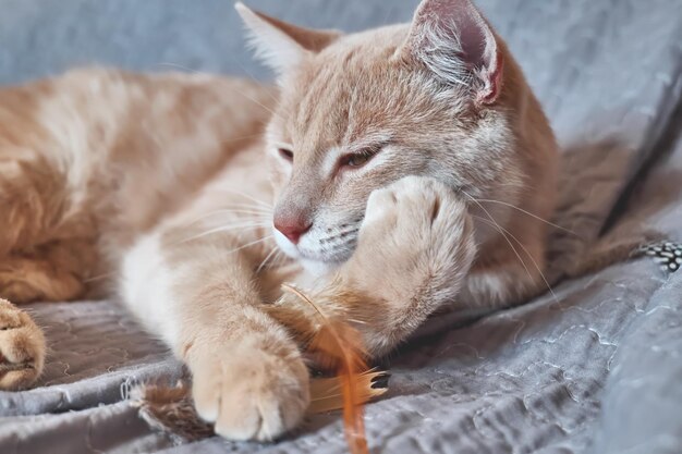 Close-up of cat resting on bed