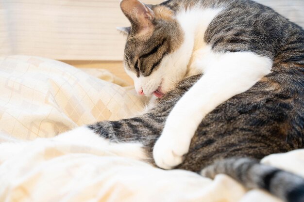 Close-up of cat resting on bed