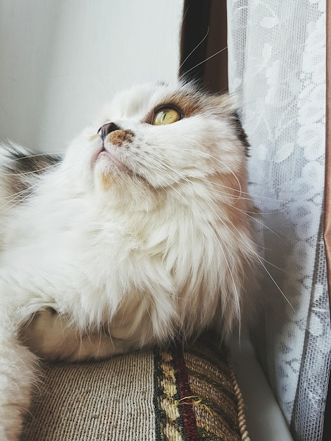 Photo close-up of cat resting on bed