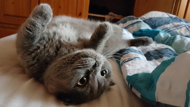 ベッドに横たわっている猫のクローズアップ
