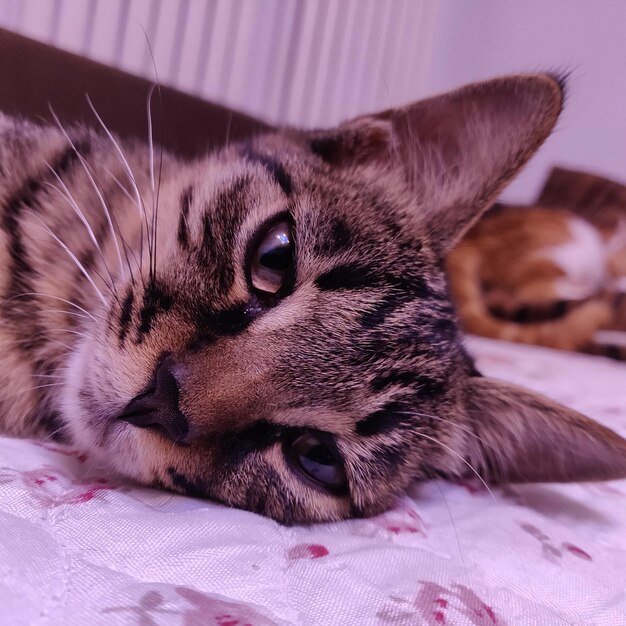 Close-up of a cat resting on bed