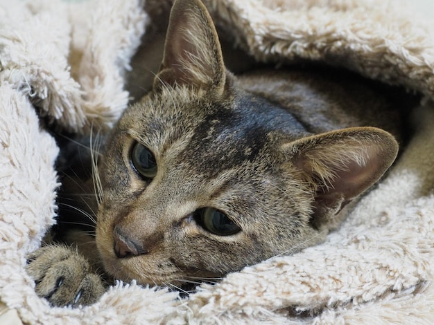 Close-up of cat resting on blanket