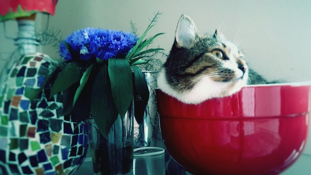テーブルの花瓶の近くの鉢に座っている猫のクローズアップ