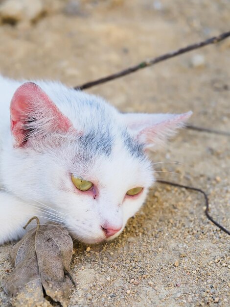 Foto close-up di un gatto che riposa sul pavimento