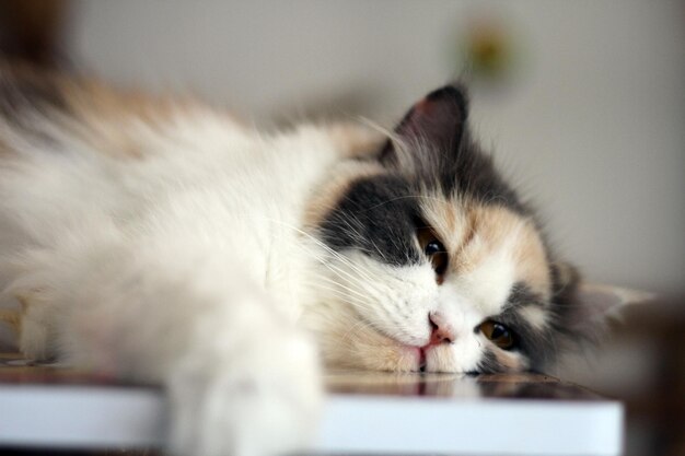 Foto close-up di un gatto che si riposa a casa