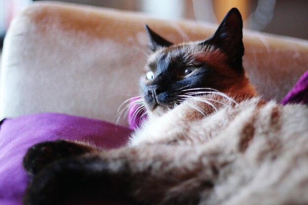 Close-up of cat resting at home