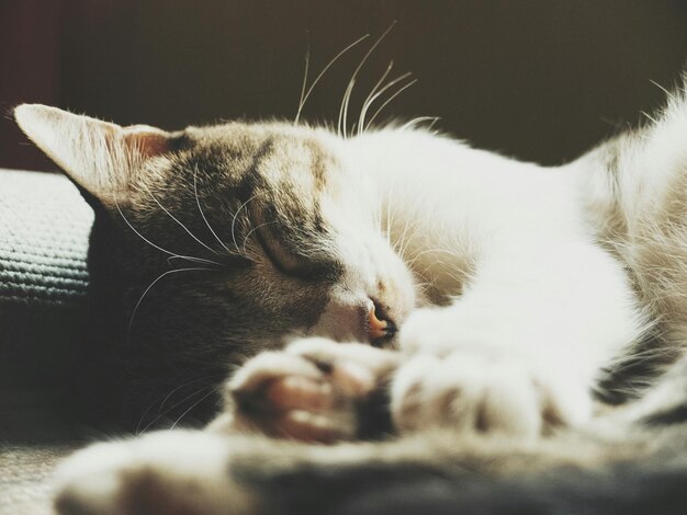 Close-up of cat resting at home