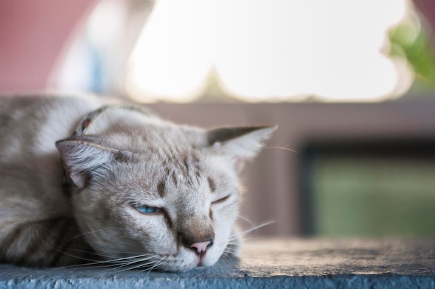 支柱壁に寄りかかっている猫のクローズアップ