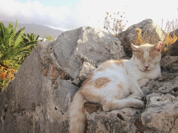 Photo close-up of cat resting on rock