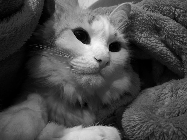 Photo close-up of cat resting on sofa