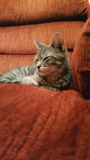 Close-up of cat resting on sofa