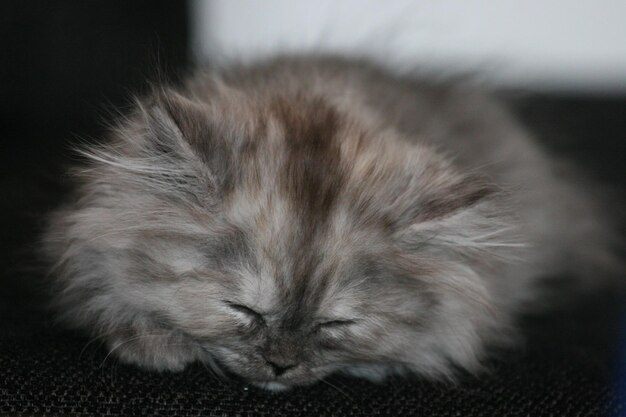 Photo close-up of cat resting on sofa