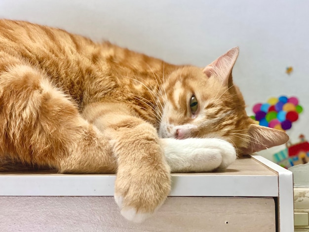 Close-up of a cat resting