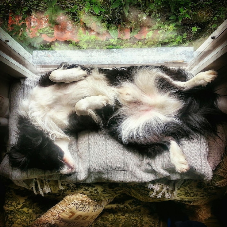 Photo close-up of cat resting