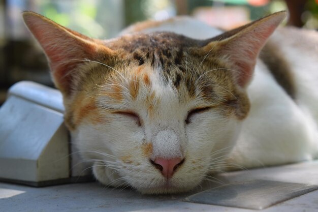 Close-up of cat resting