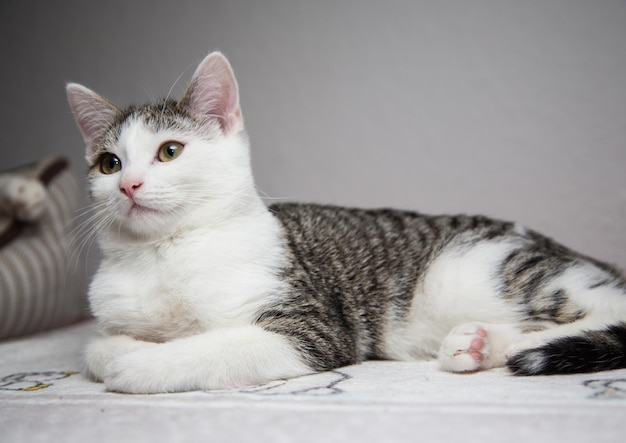 Close-up of a cat resting