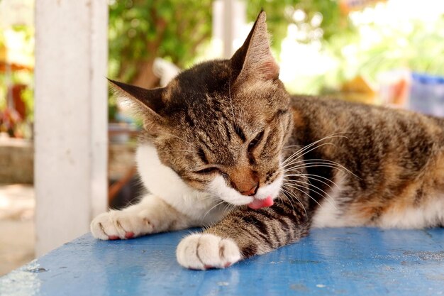 Close-up of a cat resting