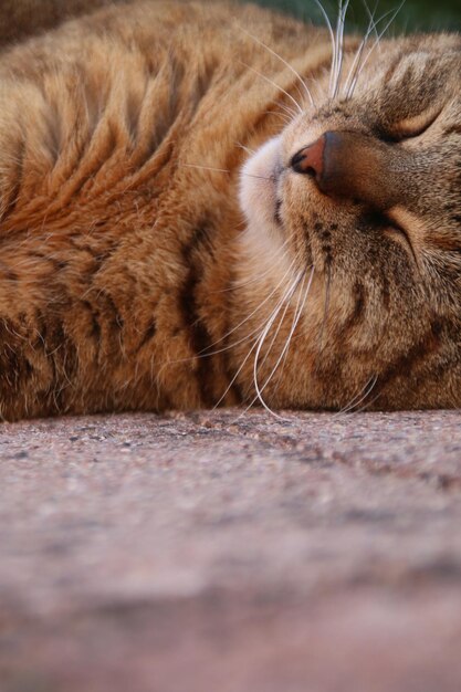 Photo close-up of cat resting