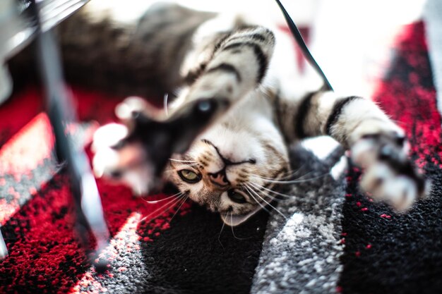 Foto prossimo piano di un gatto in riposo