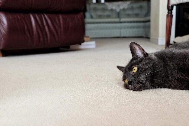 Photo close-up of a cat resting